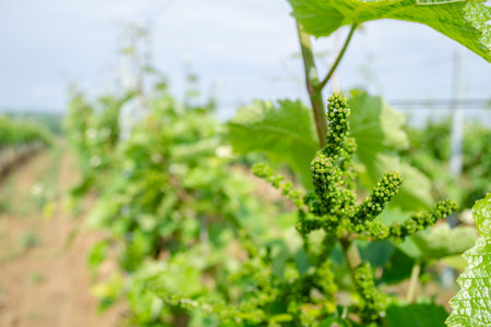 Affirmed young cluster on a vine sunlit by the spring sun.の写真素材