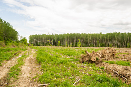 View of the cleared forest. A view of the bare earth, where there used to be poplar trees. Planned...