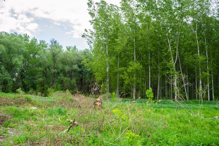 View of the forest. A view of the earth, where there used to be poplar trees.の写真素材
