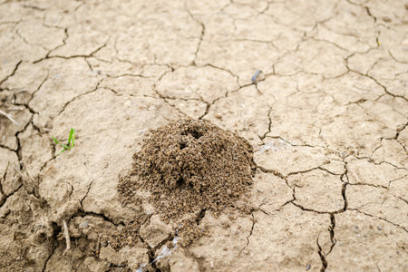 Picture of an anthill built in the ground in close-up.の写真素材