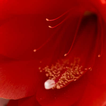 Roserosseperte flowerの写真素材