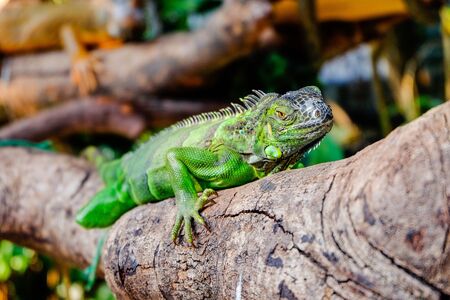 lizardの写真素材