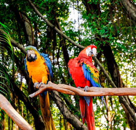 parrotの写真素材