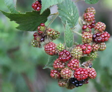 Blackberries Rippening