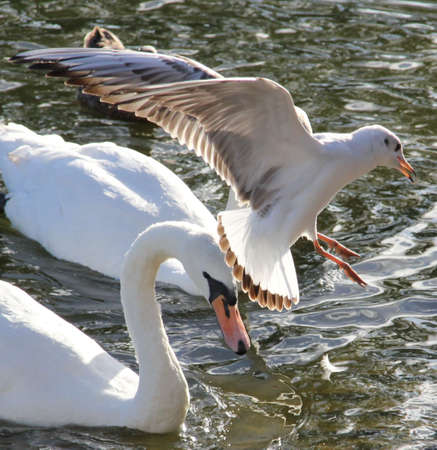 Seagull Hovering4の写真素材
