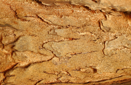 texture background pattern  old brownの写真素材