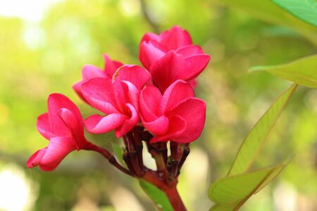 Pink plumeria flower in the gardenの写真素材