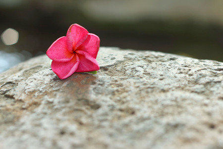 Pink Plumeria flower on a natural background.の写真素材