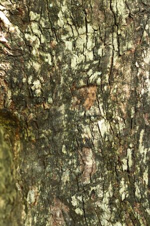 Background image of old wood from nature.の写真素材