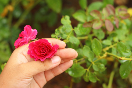 a red rose in the garden.の写真素材