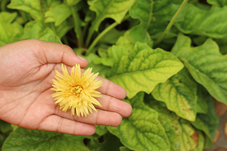 The yellow gerbira flowers in the natureの写真素材