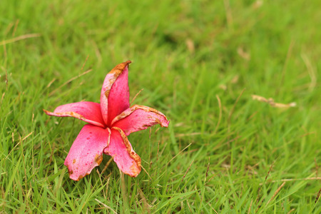 Pink Plumeria flower on a grss background.の写真素材