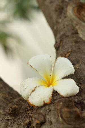 Plumeria flower on wood background.の写真素材
