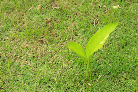 Germination is the new life of green seedlings.の写真素材