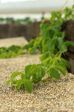 Germination is the new life of green seedlings.の写真素材