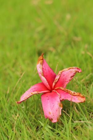 Pink Plumeria flower on a grss background.の写真素材
