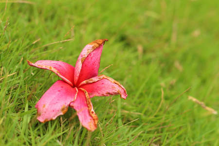 Pink Plumeria flower on a grss background.の写真素材