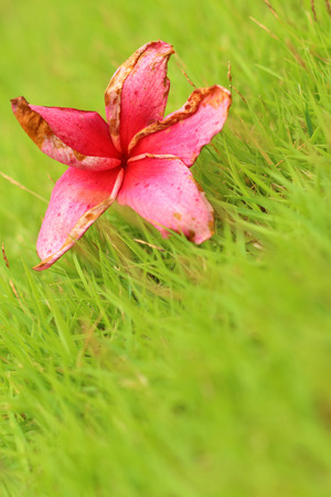 Pink Plumeria flower on a grss background.の写真素材