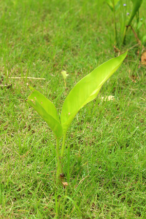 Germination is the new life of green seedlings.の写真素材