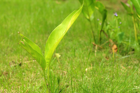 Germination is the new life of green seedlings.の写真素材