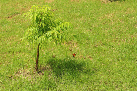 Germination is the new life of green seedlings.の写真素材