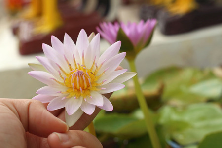 A beautiful lotus plant in the waterの写真素材