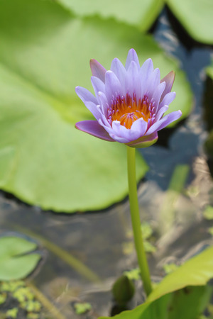 A beautiful lotus plant in the waterの写真素材