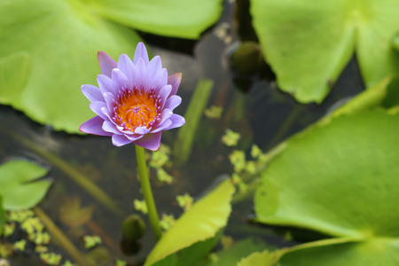 A beautiful lotus plant in the waterの写真素材