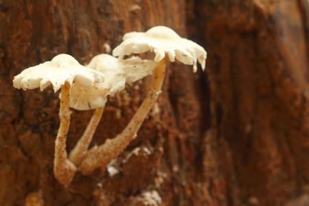 White Mushrooms the naturally occurring.の写真素材