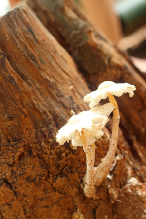 White Mushrooms the naturally occurring.の写真素材
