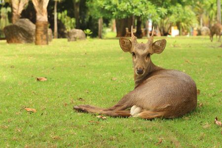 A deer lying on the green grass.の写真素材