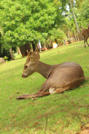 A deer lying on the green grass.の写真素材