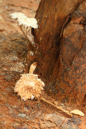 White Mushrooms the naturally occurring.の写真素材