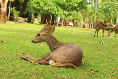 A deer lying on the green grass.の写真素材