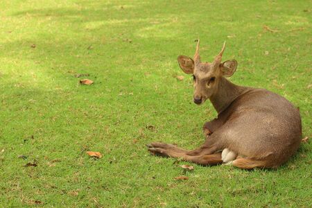 A deer lying on the green grass.の写真素材