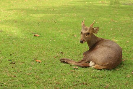 A deer lying on the green grass.の写真素材