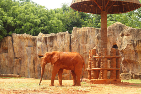 The big old elephant at the zoo.の写真素材