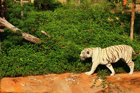 a tiger in a nature at the zooの写真素材