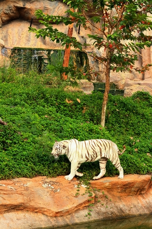 a tiger in a nature at the zooの写真素材