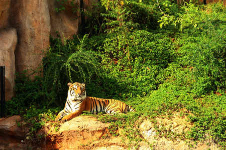a tiger in a nature at the zooの写真素材
