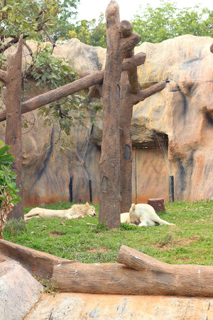 Lion in a nature at the zooの写真素材