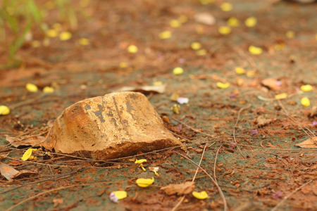 stone on soil background at the parkの写真素材