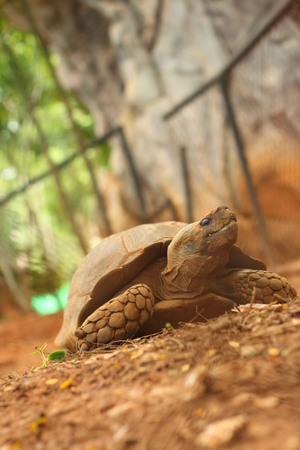 Crawling tortoise in the nature at the zooの写真素材