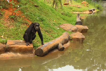 monkeys on the tree in nature at the zooの写真素材