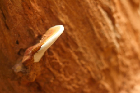 White Mushrooms the naturally occurring in the forestの写真素材