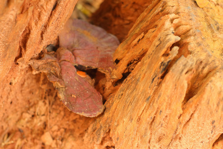 brown mushrooms the naturally occurring in the forestの写真素材