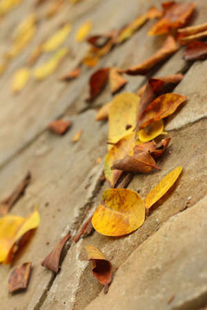 A leaves on a background of cement.の写真素材
