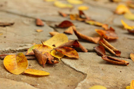 A leaves on a background of cement.の写真素材