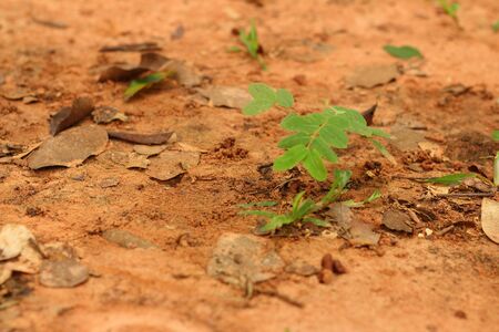 Green tree on a background of leaves.の写真素材