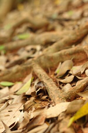 Root trees are beautiful in the natureの写真素材